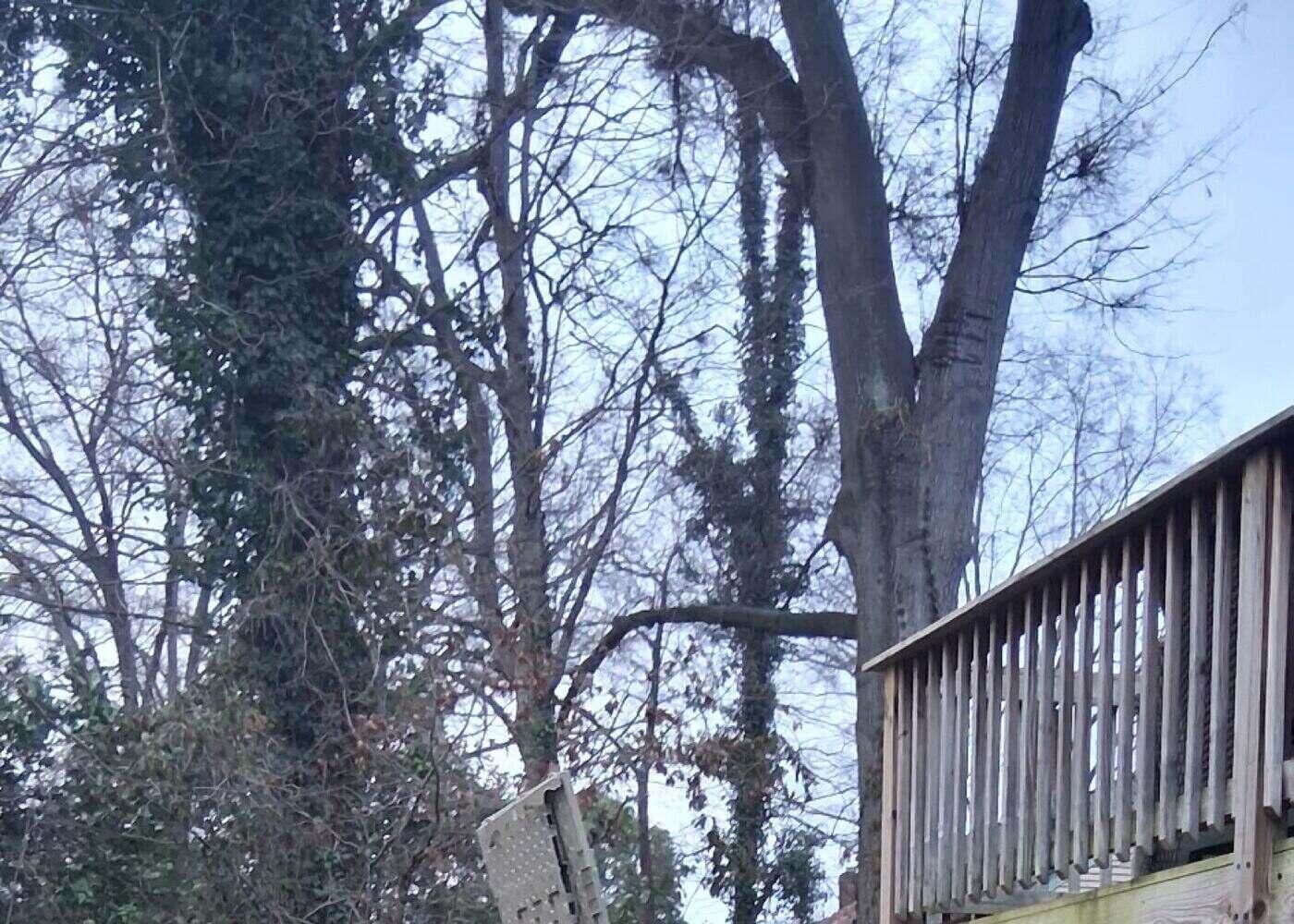 Yard Waste Removal